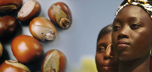 shea butter nut